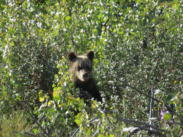 Bears Tracking and Conservation Adventure