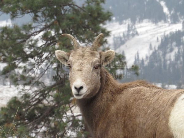 Bighorn Sheep Tracking and Conservation Adventure