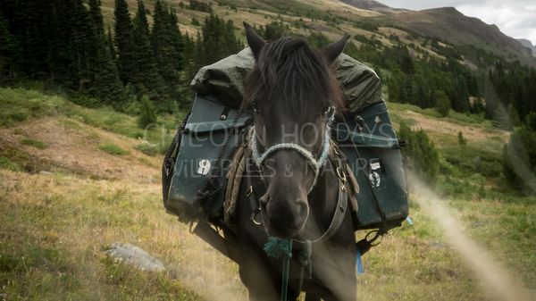 Canadian Wildlife Horse Pack Trip (7day trip)