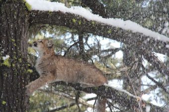 Cougar / Mountain Lion Tracking and Conservation Adventure