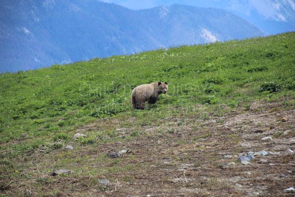 Grizzly and Black bear Tracking and Conservation Horse Pack Trip