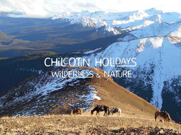 Statistics on our Chilcotin Mountain Cayuse Horses