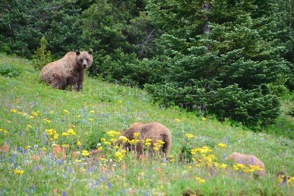 The Bear Viewing adventure with Chilcotin Holidays